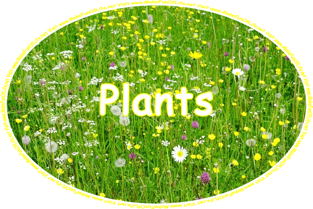 Click or tap here to visit the Plants Page.