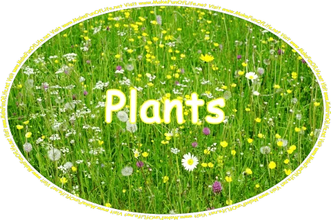 Click or tap here to visit the Plants Page.