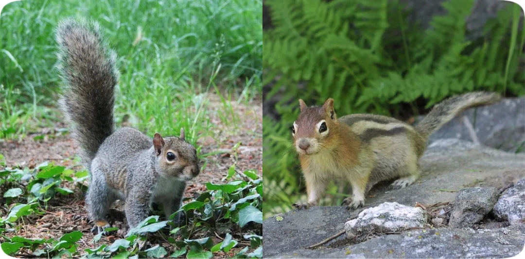 Picture of a gray squirrel and a chipmunk.